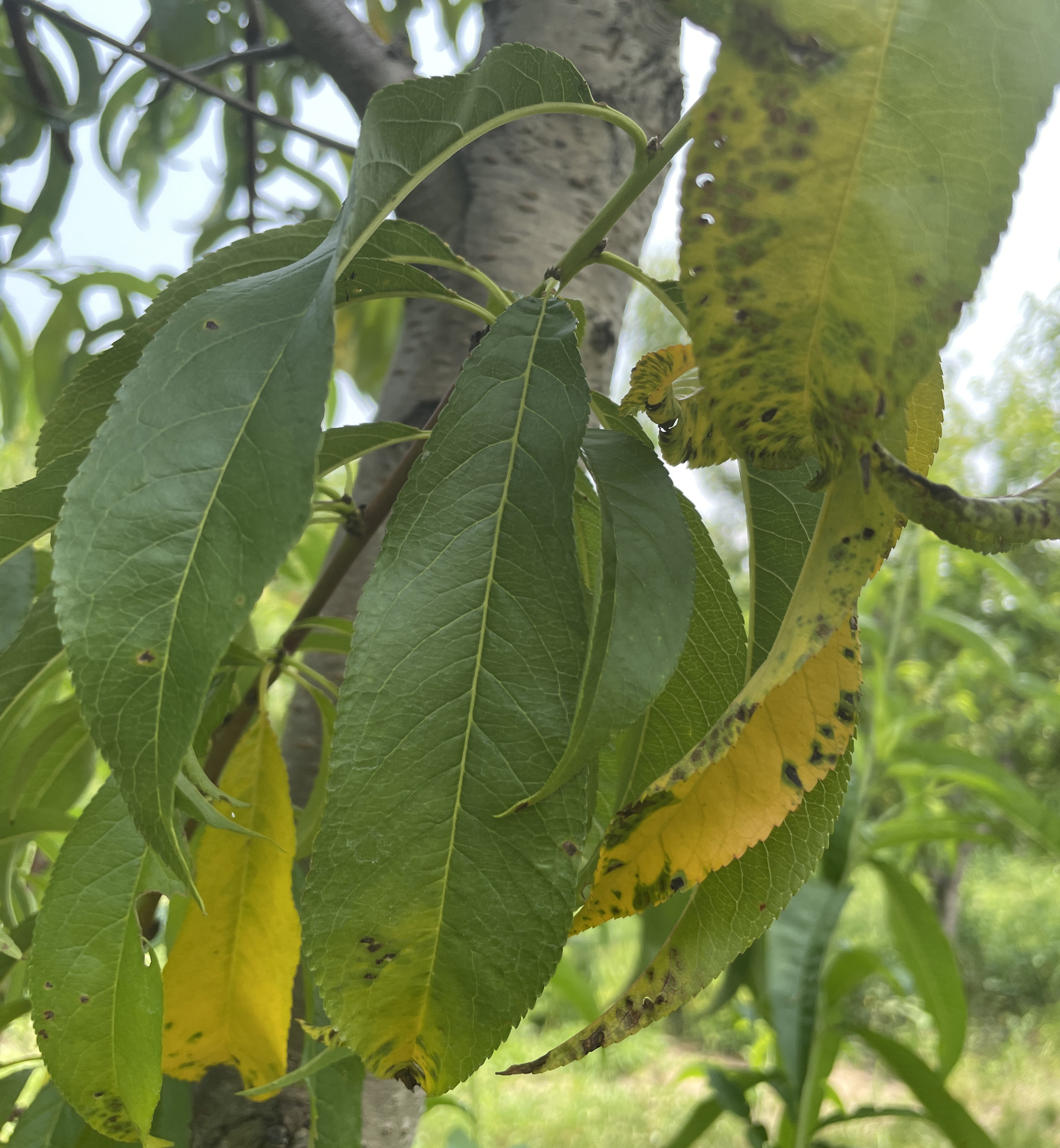 Bacterial spot on leaves.